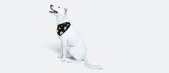 UltraModal™ BuddyBands™  | Fab-Boo-lous